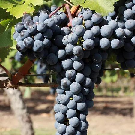 - Chateau Le Noble *