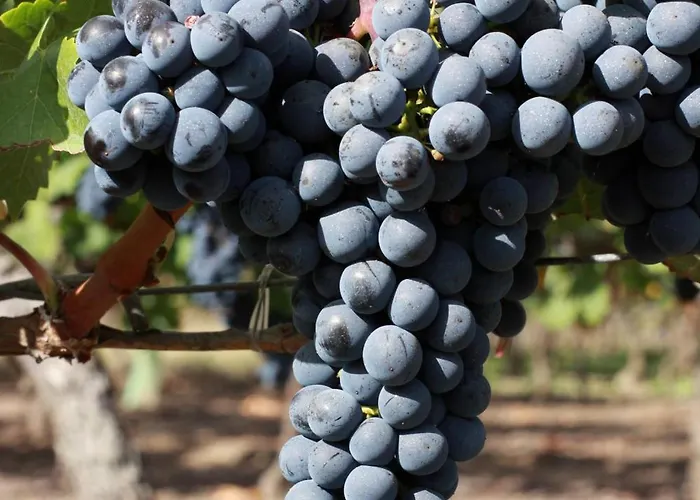 - Chateau Le Noble *